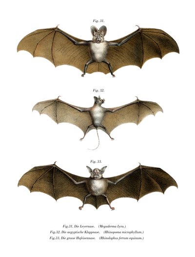 Greater False Vampire Bat by German School